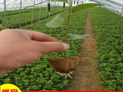 大量供应吉塞拉樱桃树苗美早樱桃苗剪枝方法车厘子大樱桃树苗种植图2