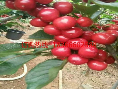 大量供应吉塞拉樱桃树苗美早樱桃苗剪枝方法车厘子大樱桃树苗种植图4