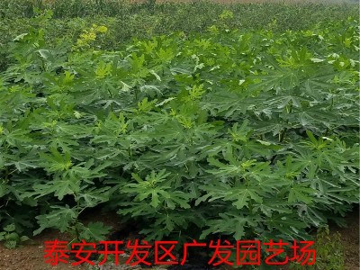 山东布兰瑞克无花果树苗供应波姬红金傲芬无花果苗价格无花果树苗图3