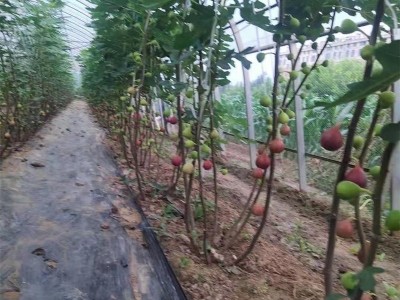 山东布兰瑞克无花果树苗供应波姬红金傲芬无花果苗价格无花果树苗图2