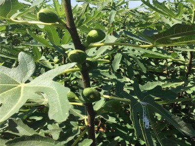 山东布兰瑞克无花果树苗供应波姬红金傲芬无花果苗价格无花果树苗图4