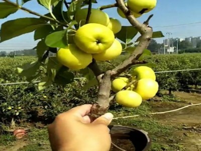 批发嫁接苹果盆景树苗红富士南方北方种植盆栽水果树阳台室内盆景图3