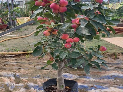 批发嫁接苹果盆景树苗红富士南方北方种植盆栽水果树阳台室内盆景图2