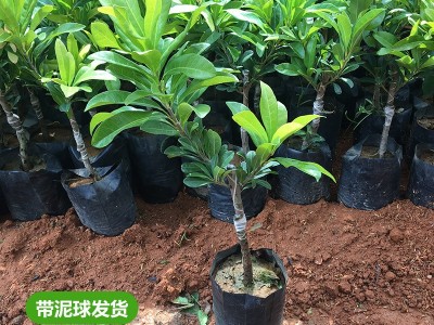 批发果树苗 杨梅树苗新品光叶杨梅嫁接苗肉质细嫩汁多味浓结果苗图2