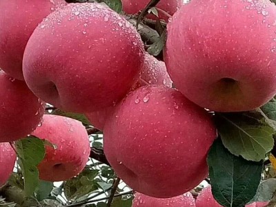 苹果树苗批发烟富系列苹果苗维纳斯黄金苹果树苗基地价格果树苗图3