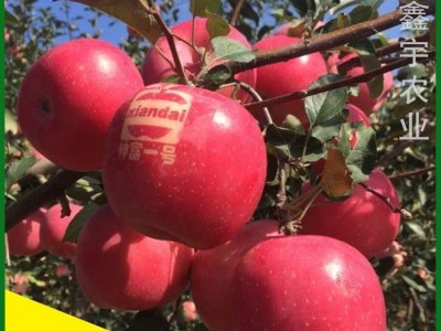 苹果树苗批发烟富系列苹果苗维纳斯黄金苹果树苗基地价格果树苗图1