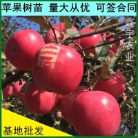 苹果树苗批发烟富系列苹果苗维纳斯黄金苹果树苗基地价格果树苗