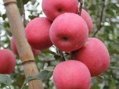苹果树苗批发烟富系列苹果苗维纳斯黄金苹果树苗基地价格果树苗图2