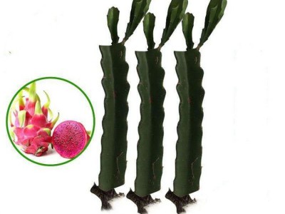 火龙果苗批发红肉火龙果苗白心火龙果树苗价格南北方种植火龙果苗图4