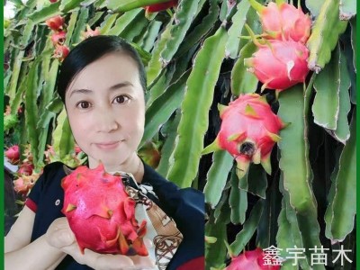 火龙果苗批发红肉火龙果苗白心火龙果树苗价格南北方种植火龙果苗图5