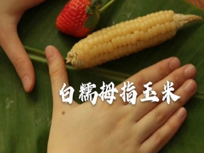 白糯拇指玉米分销专用图2