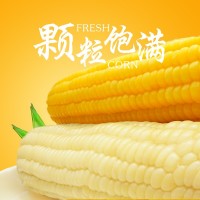 有机玉米冰国糯玉米真空黄白组合8根 黑龙江农产品代餐粗粮食品