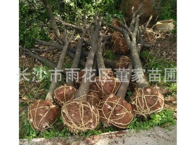 供应占地苗桂花树苗 地经8-20公分半冠桂花树 不成型桂花批发价图5