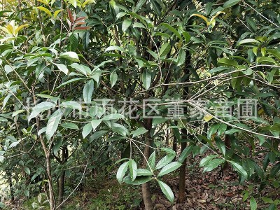 供应占地苗桂花树苗 地经8-20公分半冠桂花树 不成型桂花批发价图4