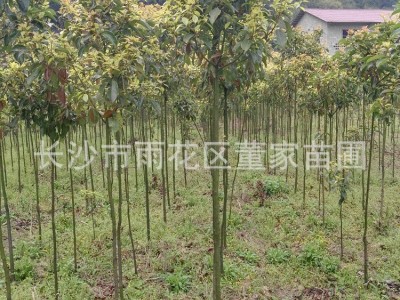 批发香樟树苗 1-2cm裸根切杆香樟 带土球香樟 批发价格图2