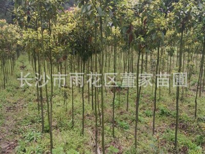 批发香樟树苗 1-2cm裸根切杆香樟 带土球香樟 批发价格图3