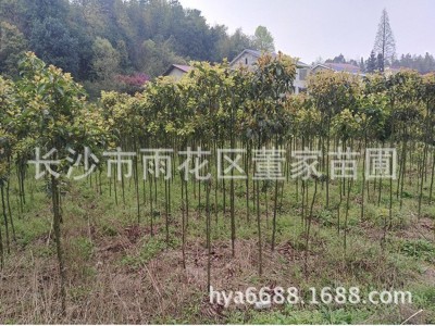 批发香樟树苗 1-2cm裸根切杆香樟 带土球香樟 批发价格图5