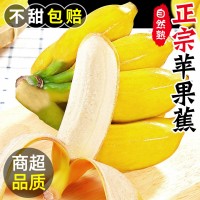 正宗苹果蕉香蕉新鲜5斤当季整箱水果自然熟粉蕉芭蕉小米香甜蕉10