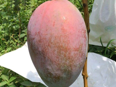 四川攀枝花凯特芒果 代发3/9一级大果斤新鲜应季甜糯大脸芒非贵妃图3