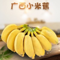 广西小米香蕉 代发5/9斤新鲜水果海南软糯小香蕉给红美人苹果粉蕉