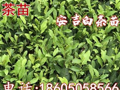 安吉白茶苗基地直销 白叶一号 浙江安吉白茶 茶苗全国批发图2