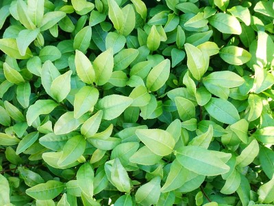 安吉白茶苗基地直销 白叶一号 浙江安吉白茶 茶苗全国批发图3