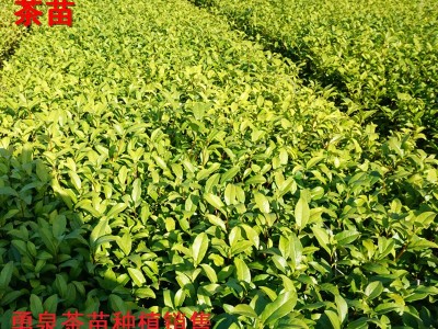 安吉白茶苗基地直销 白叶一号 浙江安吉白茶 茶苗全国批发图4
