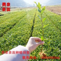 福鼎大白茶苗 福建茶苗基地生产福鼎大白茶种苗供应 茶山批发