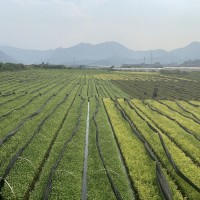 龙井43号茶苗 茶树苗纯培育浙江龙井茶苗 福安基地货源批发