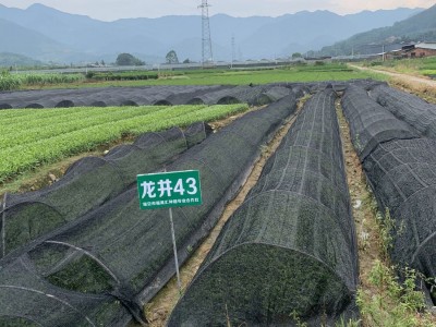 龙井43号茶苗 茶树苗纯培育浙江龙井茶苗 福安基地货源批发图3
