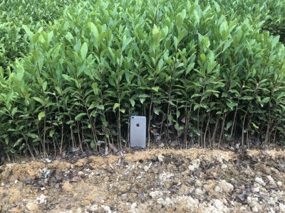 龙井43号茶苗 茶树苗纯培育浙江龙井茶苗 福安基地货源批发图2