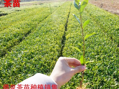 龙井43号茶苗 茶树苗纯培育浙江龙井茶苗 福安基地货源批发图5