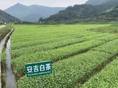 安吉白茶苗 白叶一号茶苗 工程绿化 科农茶苗专门 基地全国批图2