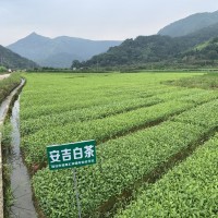 安吉白茶苗 白叶一号茶苗 工程绿化 科农茶苗专门 基地全国批