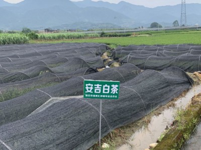 安吉白茶苗 白叶一号茶苗 工程绿化 科农茶苗专门 基地全国批图4