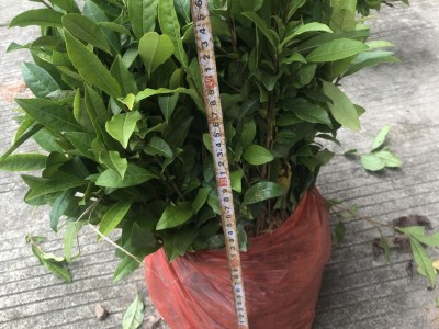安吉白茶苗 白叶一号茶苗 工程绿化 科农茶苗专门 基地全国批图5