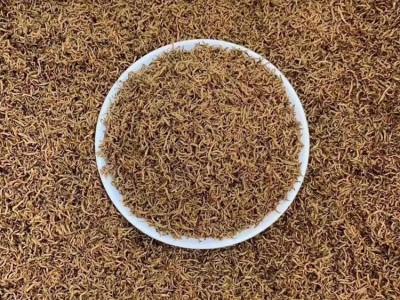 ?芽中芽金骏眉红茶散装蜜香原味桐木关黄金芽金骏眉茶叶厂家直供图5