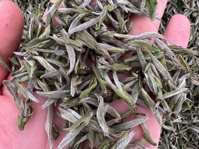 2022年抛荒银针首采白毫银针花香馥郁鲜爽高山日晒白茶明前茶叶散图4