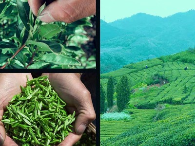 龙井茶2022新茶明前龙井春茶绿茶茶叶500g散装龙井茶厂家批发龙井图4