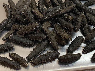 广东特产淡晒辽参 深海水产干货即食海参 批发干货食材鲜活海参图4