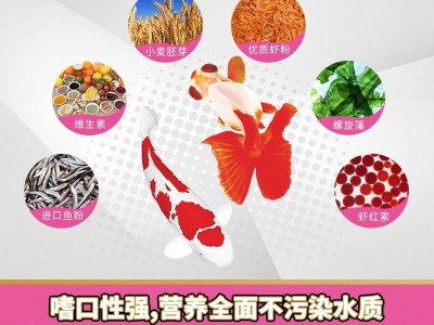 BX103寸金鱼粮20克盒装金鱼饲料金鱼鱼食金鱼鱼粮图4