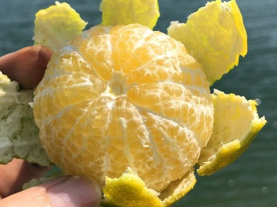 广西武鸣皇帝柑新鲜水果柑桔当季时令贡柑汁水多味道包甜现摘现发图4