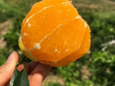 爱媛38号果冻橙四川当季新鲜水果孕妇手剥柑橘现摘现发图3