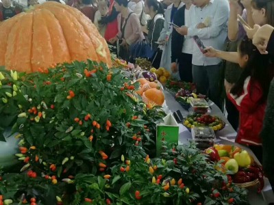 厂家批发 太空鸡爪椒辣椒种子 20粒/袋图4