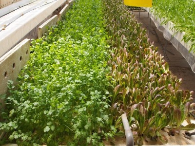 罗马速生 大叶香菜菜籽 蔬菜种子 引进杂交改良新品种 200克/袋图2