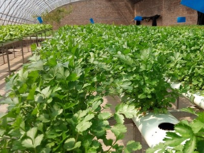 罗马速生 大叶香菜菜籽 蔬菜种子 引进杂交改良新品种 200克/袋图3