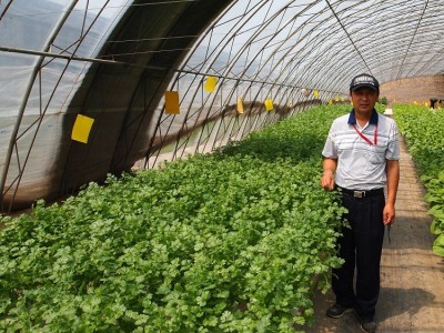 罗马速生 大叶香菜菜籽 蔬菜种子 引进杂交改良新品种 200克/袋图4