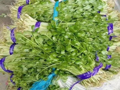 罗马速生 大叶香菜菜籽 蔬菜种子 引进杂交改良新品种 200克/袋图5