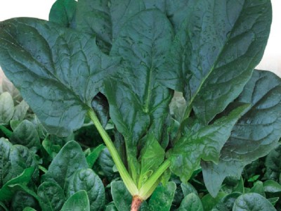 绿波特 大叶菠菜菜籽 蔬菜种子 引进杂交改良新品种 200克/袋图3