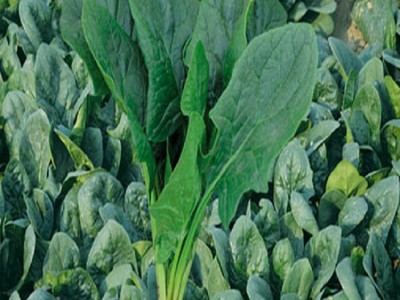 绿波特 大叶菠菜菜籽 蔬菜种子 引进杂交改良新品种 200克/袋图2